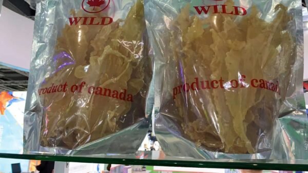 Premium Canadian Fish Maw 1lb/bag (Size: Big 15 Maws in bag) - Image 4